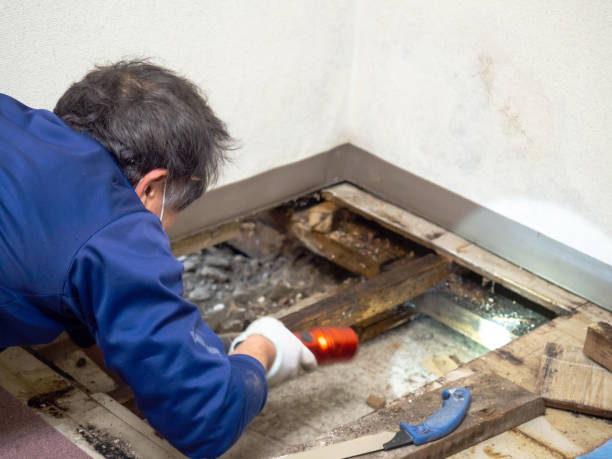 Best Black Mold Removal  in Lennox, CA