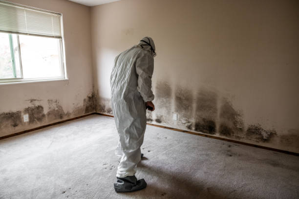 Best Mold Damage Repair  in Lennox, CA