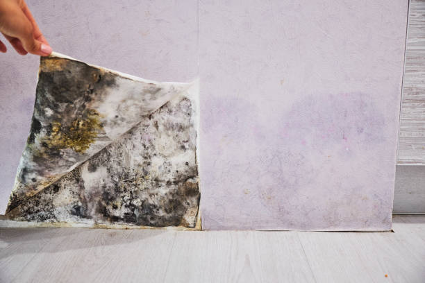 Best Same-Day Mold Removal  in Lennox, CA